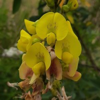 <i>Crotalaria micans</i>  Link